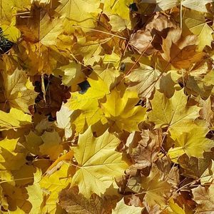 Meet your Posher, Charlotte